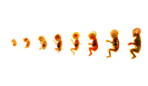 Do aborted babies go to heaven?