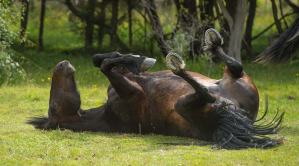 acnestis Horse Rolling in the Grass
