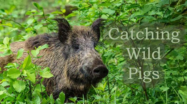 Catching Wild Pigs
